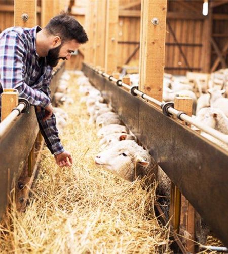 livestock-farmer-sheep-1-550x600